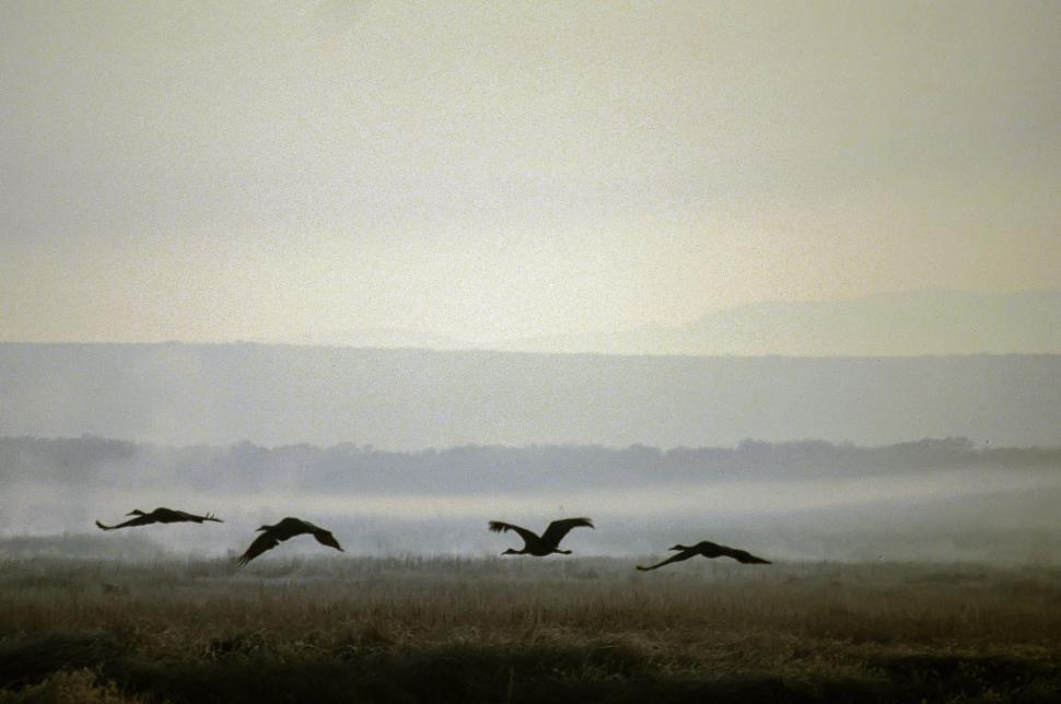Free Image of Flock of birds 