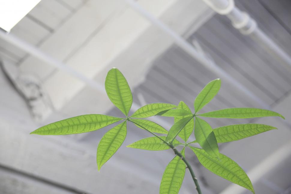 Free Image of Green Plant in Front of Building 