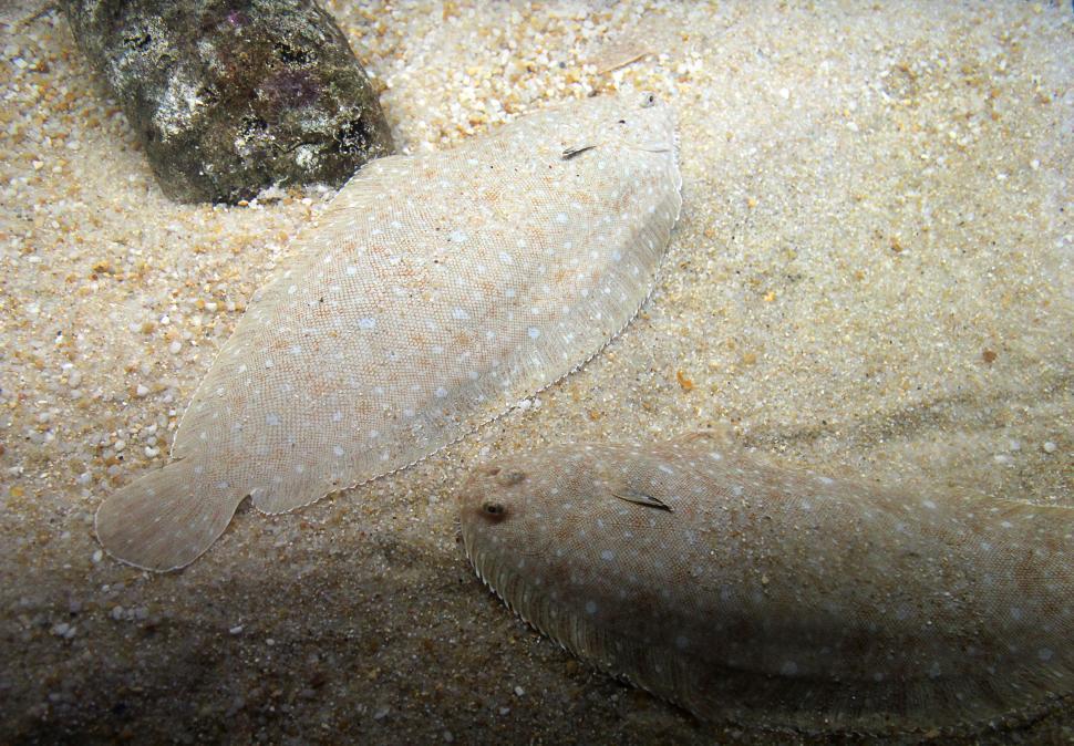 Free Image of Example of perfect natural camouflage - Spot the sand soles 