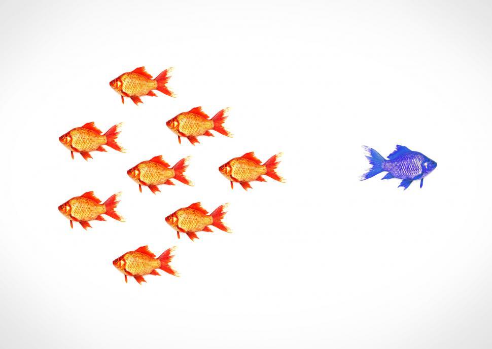 Free Stock Photo of Standing out from the crowd - A blue goldfish escapes  from the s