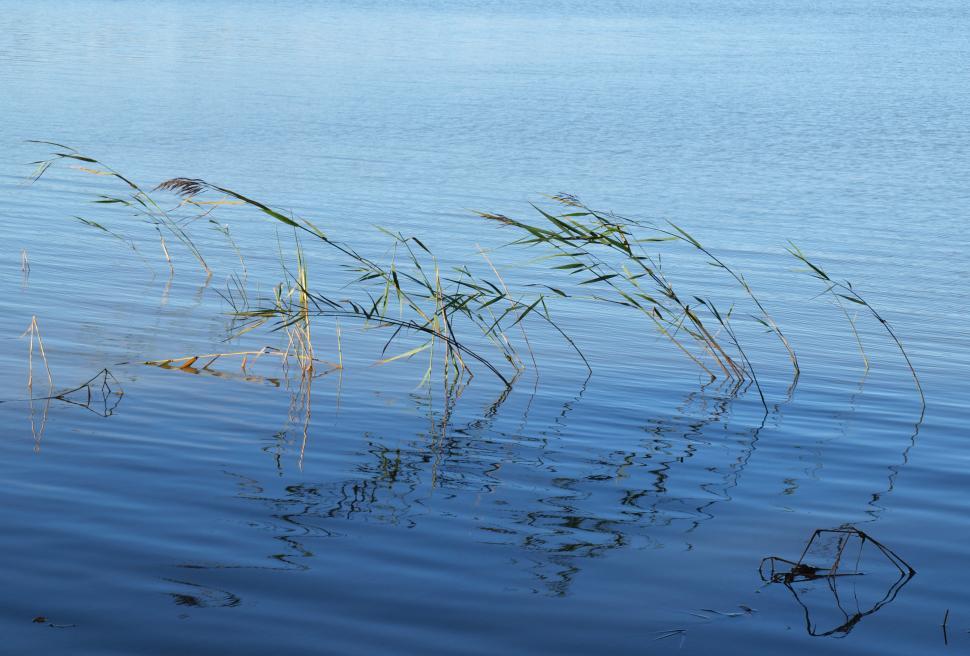 Free Image of waterplants  