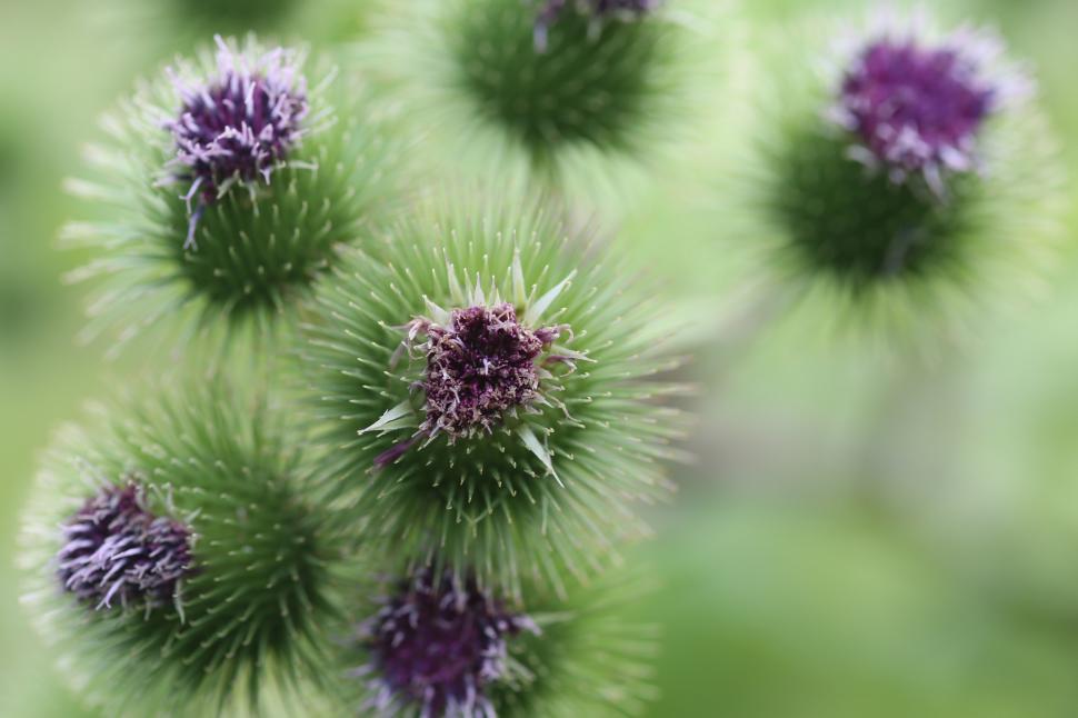 Free Image of Close Up of Purple Flowers 