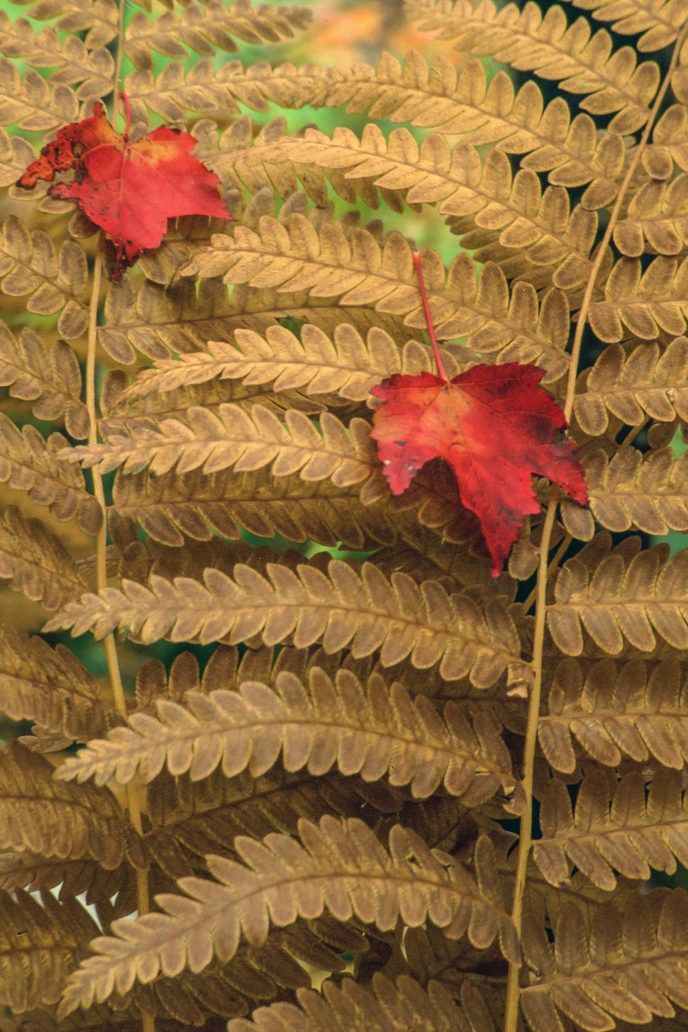 Free Image of Leaves 