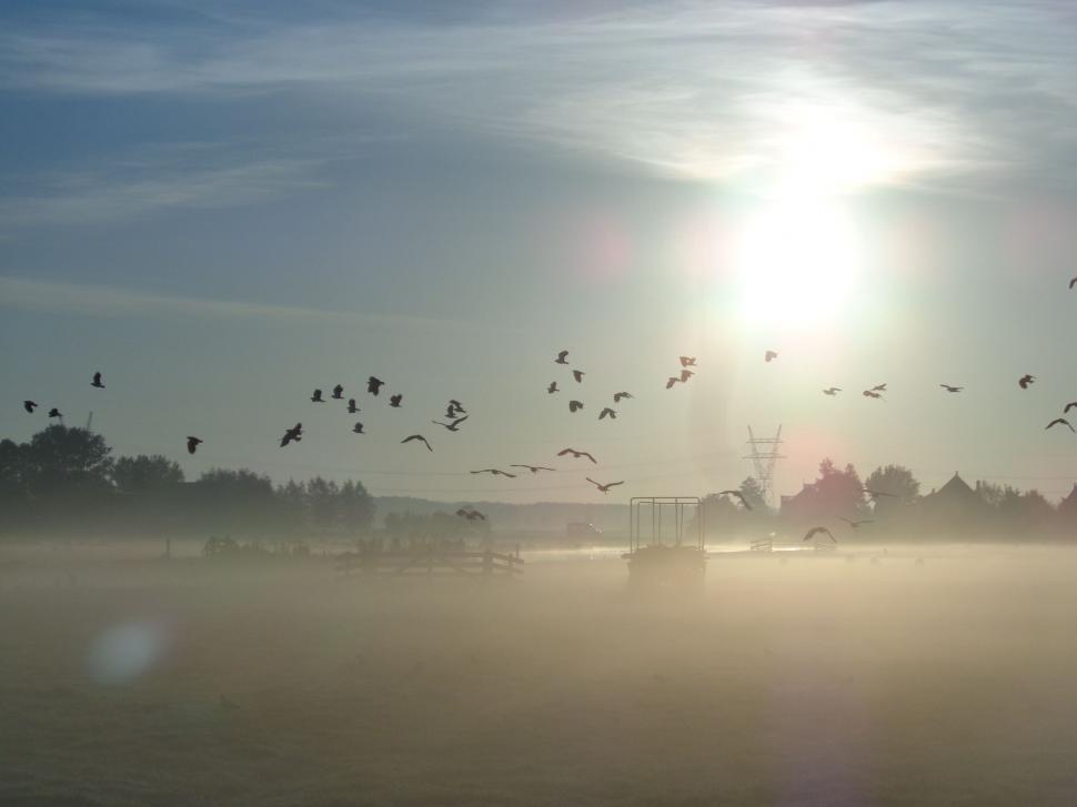Free Image of Sunrise in the Netherlands with mist and birds 