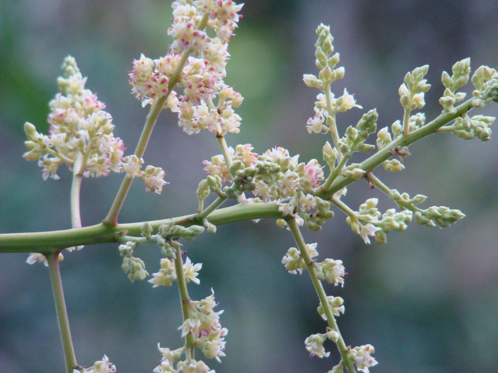 Free Image of Close Up of a Plant With White Flowers 