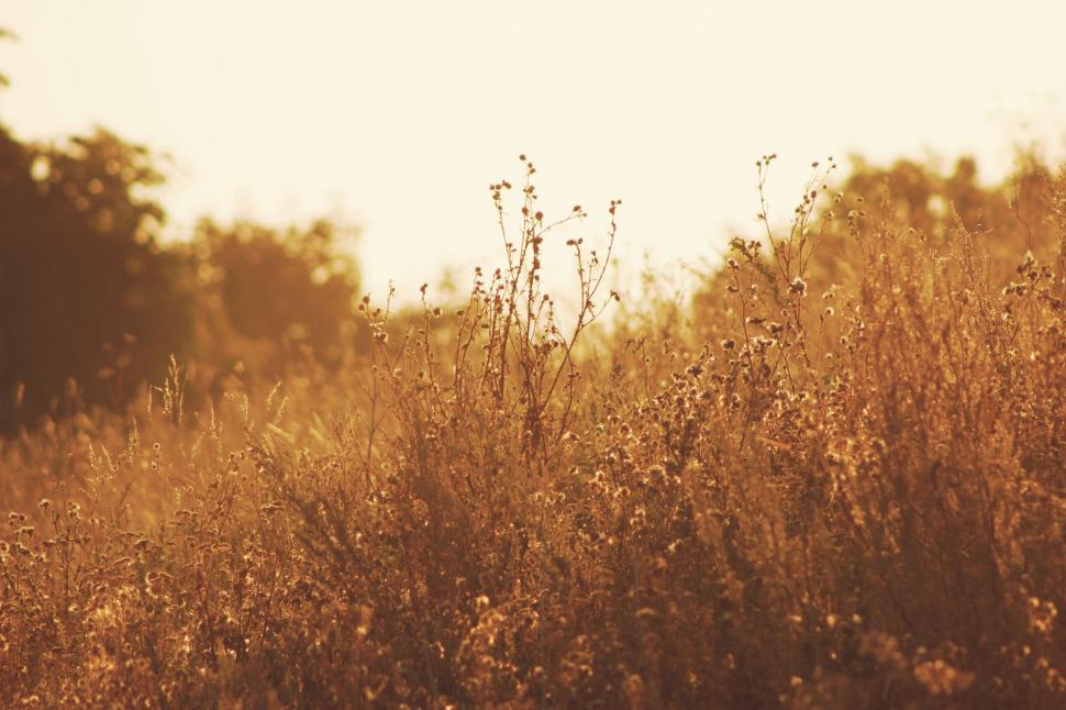 Free Image of Field of Tall Grass With Trees in Background 