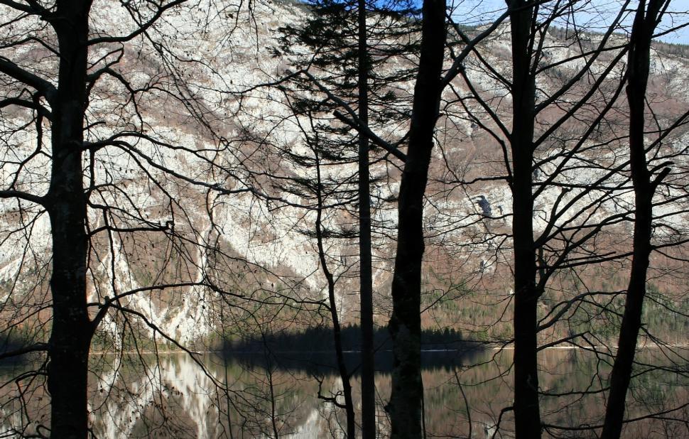 Free Image of Trees 