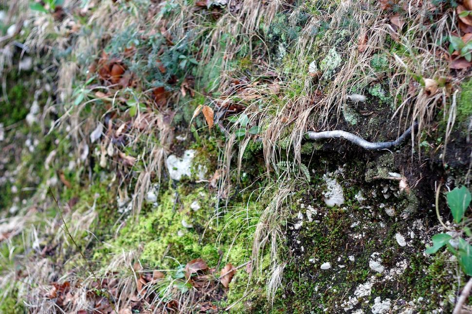 Free Image of Grass, moss and roots 