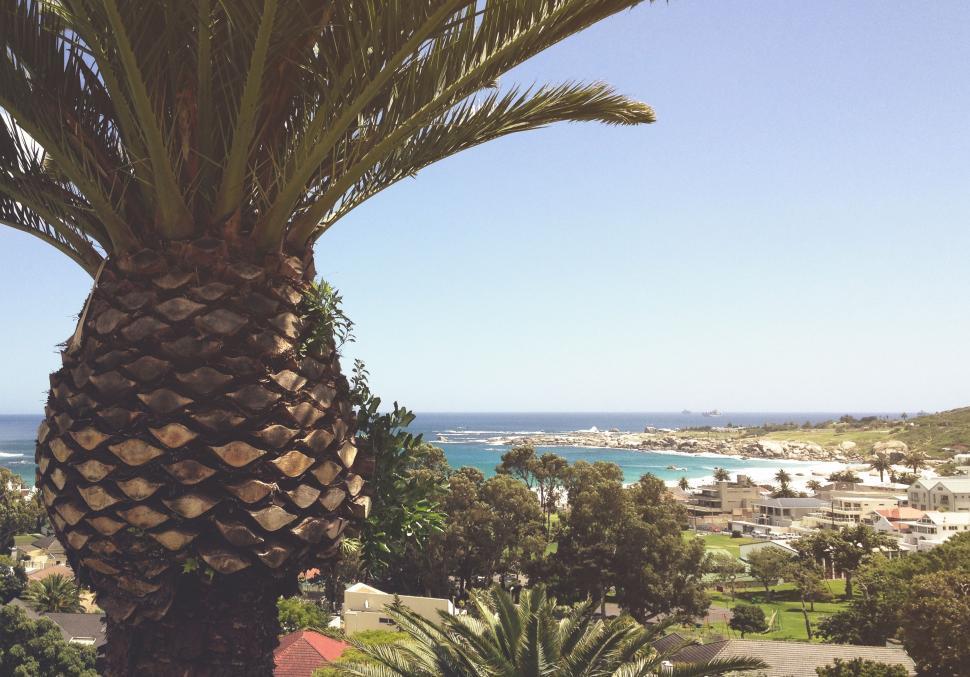 Free Image of A View of a Beach and a Palm Tree 