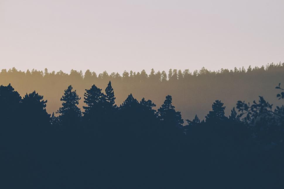 Free Image of Plane Flying Over Dense Forest Trees 