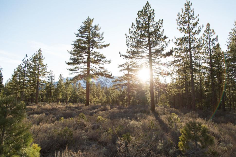 Free Image of Sunlight Streaming Through Trees in the Forest 