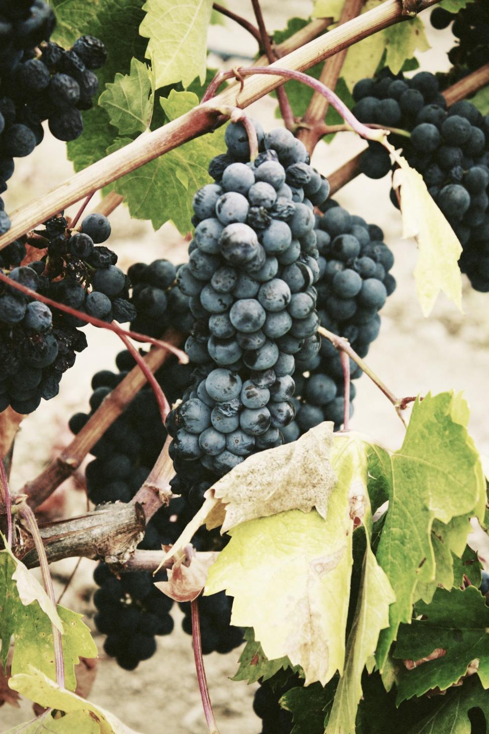 Free Image of Cluster of Grapes Hanging From Vine 