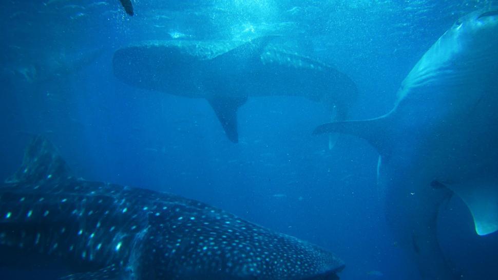 Free Image of Group of Whales Swimming in the Ocean 