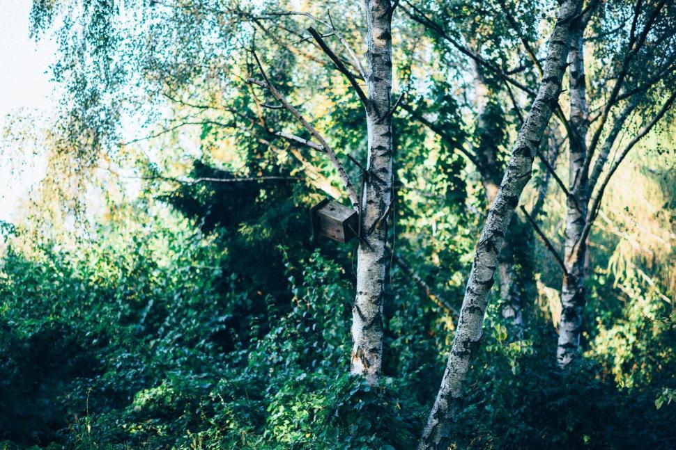 Free Image of Dense Forest Filled With Tall Trees 