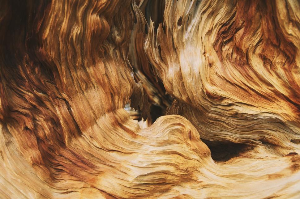 Free Image of Close-Up View of a Tree Trunk 