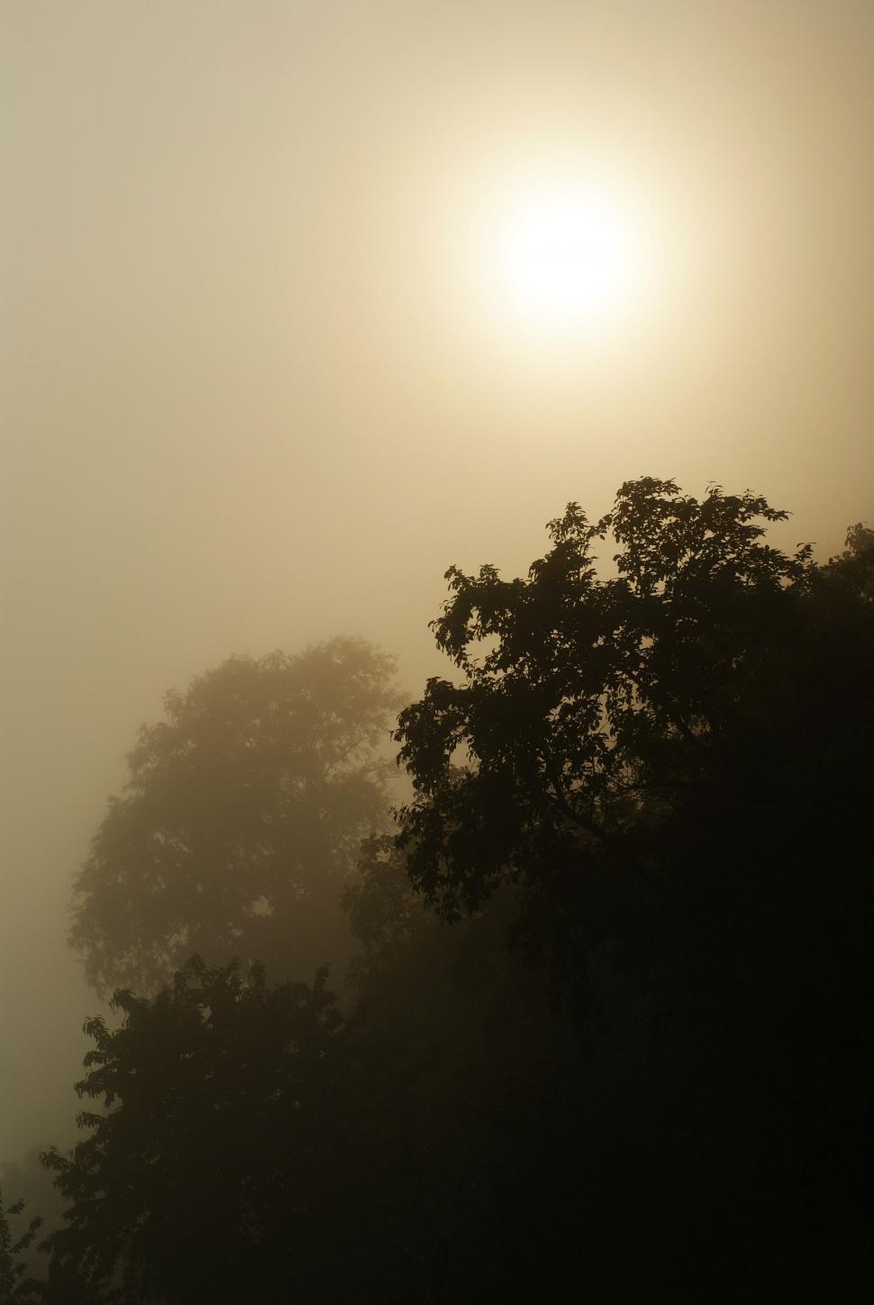 Free Image of Plane Flying Through Foggy Sky Over Trees 