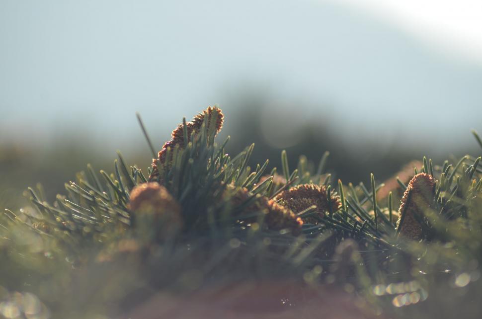 Free Image of Blurry Pine Tree Branch 