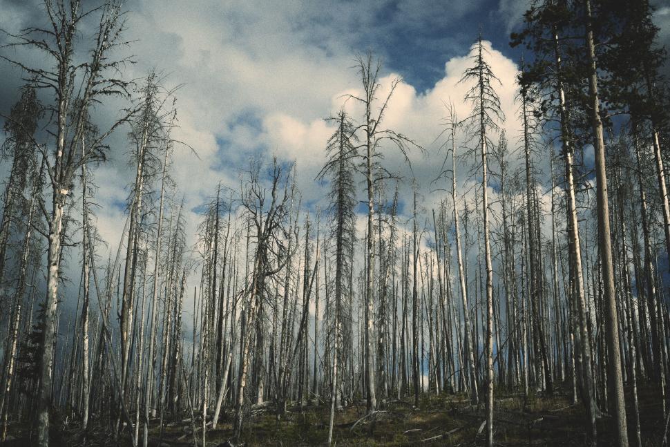 Free Image of Tall Trees in a Forest Under Cloudy Sky 