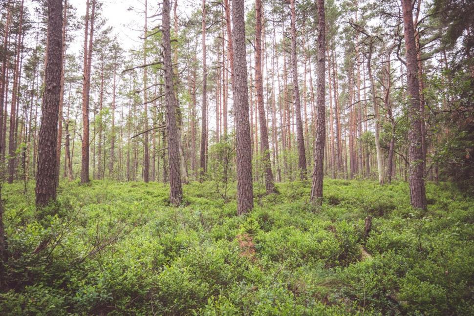 Free Image of Lush Green Forest Filled With Trees 