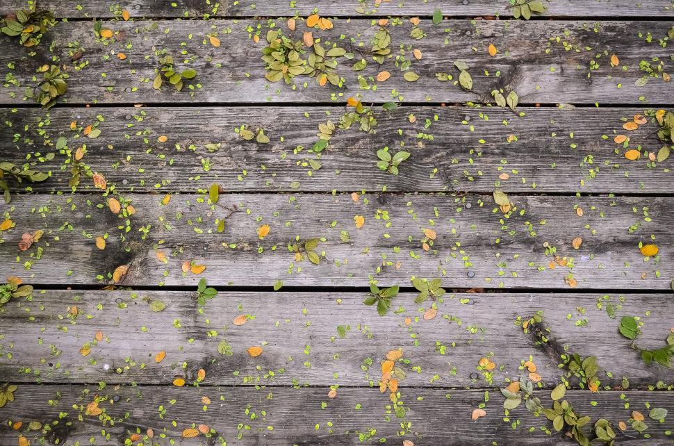 Free Image of Wooden Floor Covered in Green Leaves 