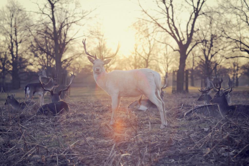 Free Image of Herd of Deer Standing on Grass Covered Field 