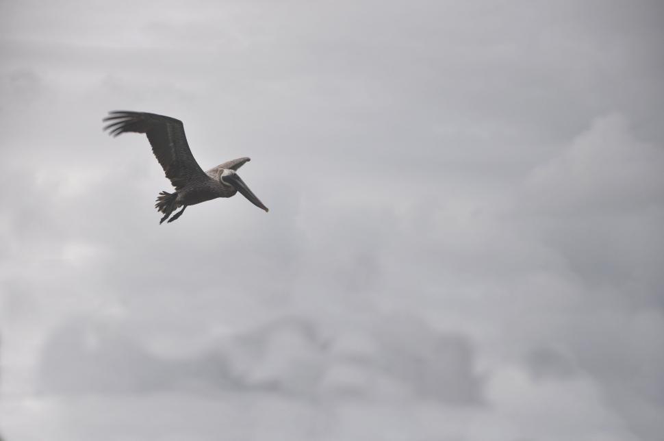 Free Image of Majestic Bird Soaring Through Cloudy Sky 