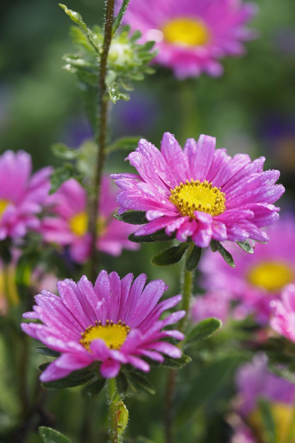 Free Image of Close Up of Pink Flowers 