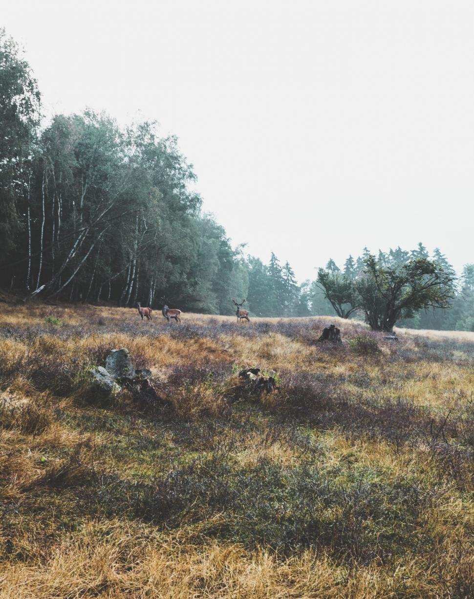 Free Image of Herd of Animals Grazing on Dry Grass Field 
