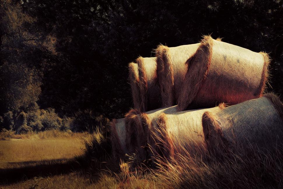 Free Image of Group of Hay Bales on Dry Grass Field 