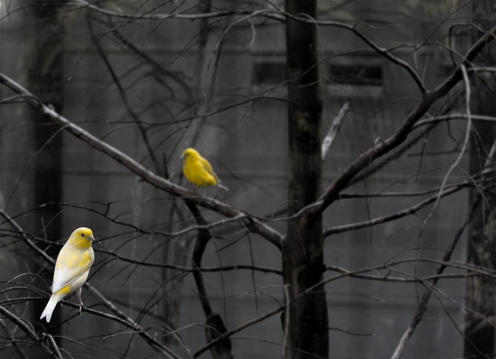 Free Image of Two Yellow Birds Perched on Branches of a Tree 