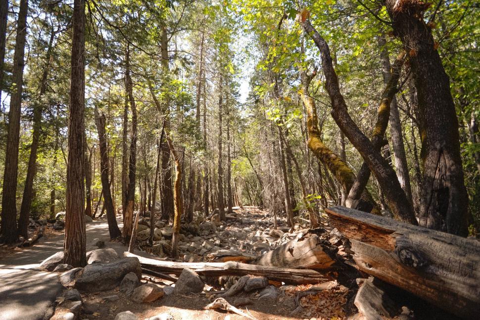 Free Image of Dirt Path in Forest 