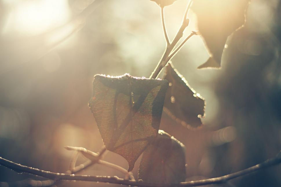 Free Image of Close Up of a Flower on a Tree Branch 
