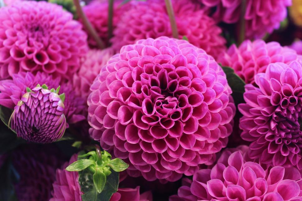 Free Image of Close Up of a Bunch of Purple Flowers 