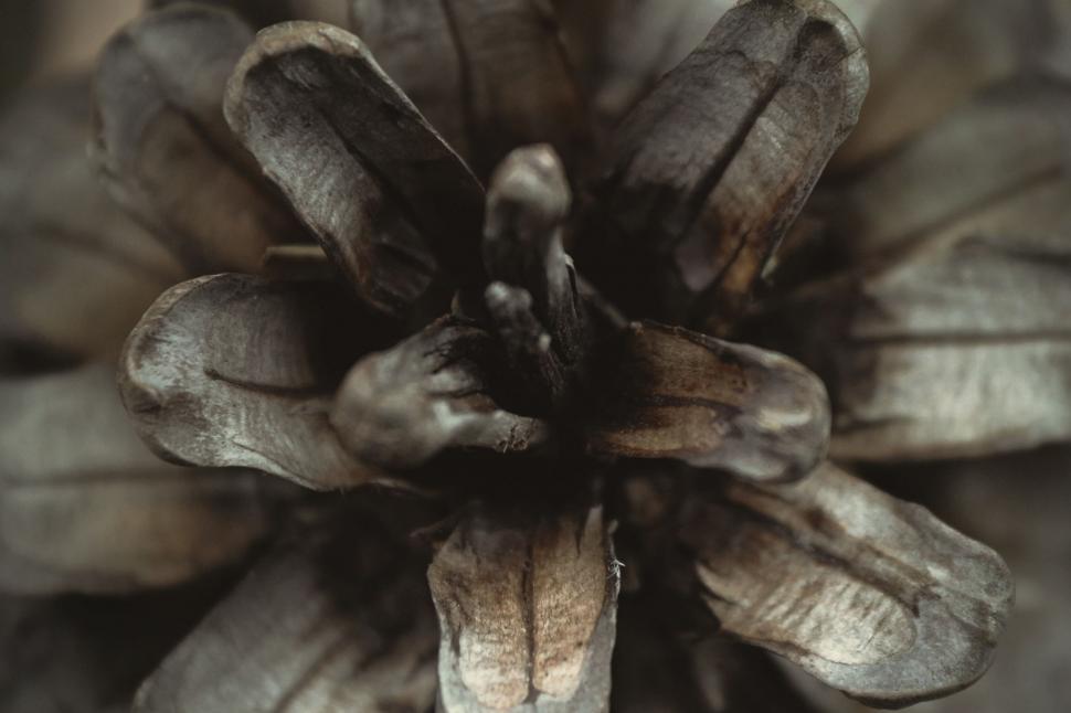 Free Image of Monochrome Close-up of a Flower 
