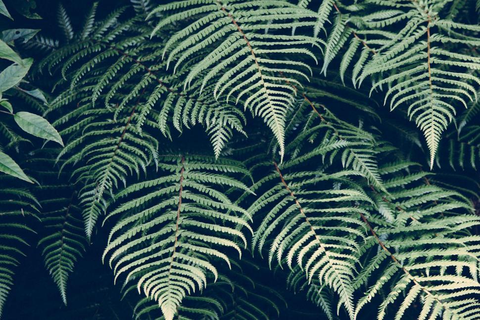 Free Image of Cluster of Lush Green Leaves 