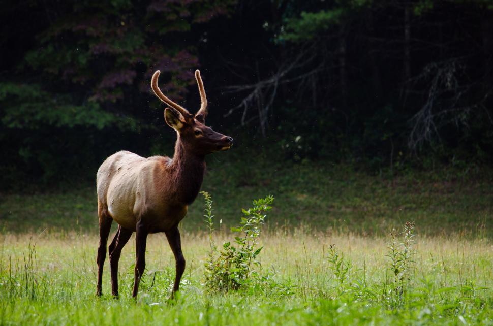 Free Image of Deer Standing in Field of Tall Grass 