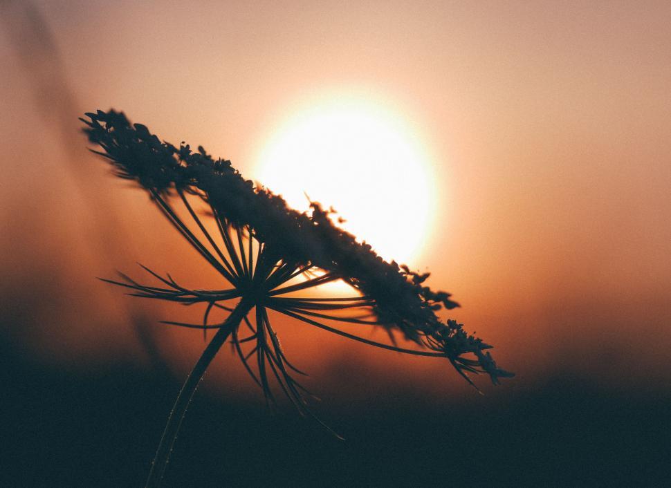 Free Image of Sunlit Plant Close Up 