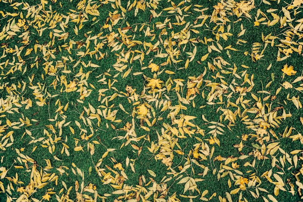 Free Image of Piles of Yellow Leaves Scattered on the Ground 