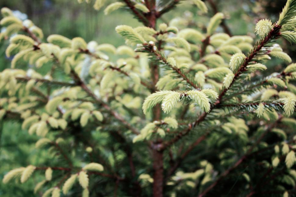Free Image of Lush Green Plant With Abundant Leaves Close-Up 