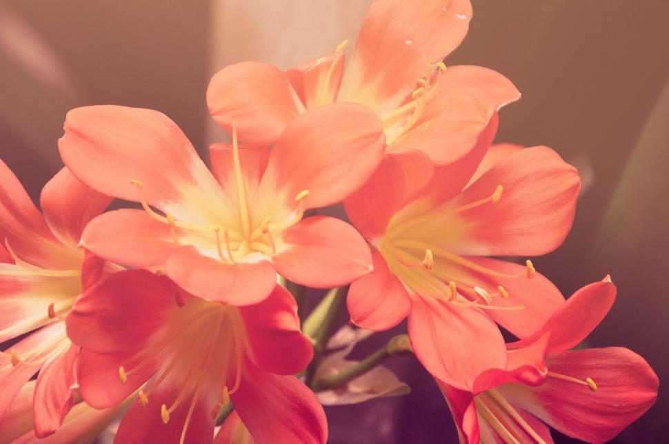 Free Image of Vase Filled With Pink Flowers on Table 