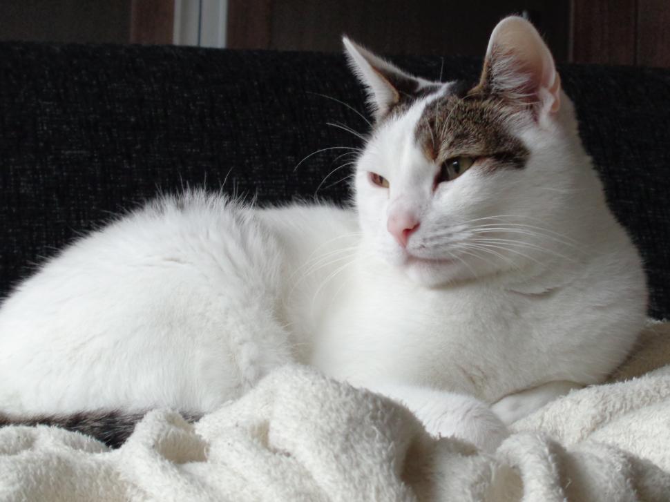 Free Image of Cat on couch sleeping  