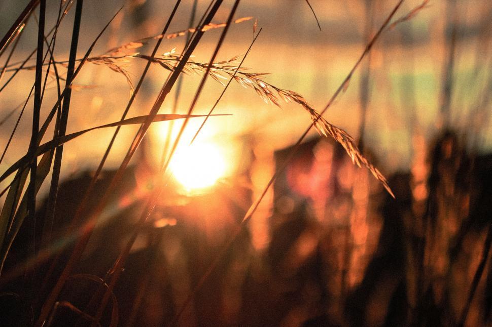 Free Image of Sun Setting Behind Tall Grass 