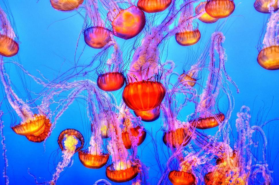 Free Image of Group of Jellyfish Swimming in the Ocean 
