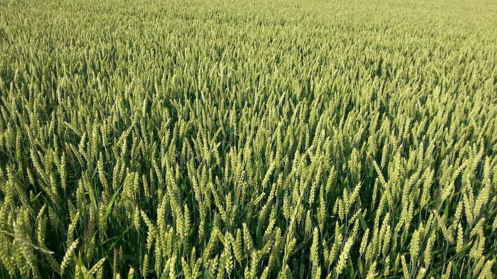 Free Image of Vast Green Grass Field Under Blue Sky 