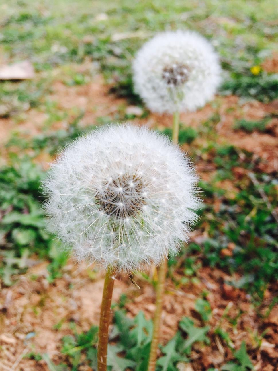 Free Image of Two Dandelions Perched on Field 