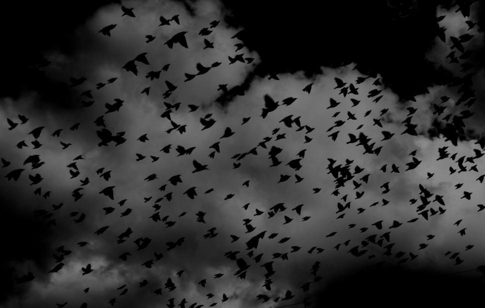 Free Image of A Flock of Birds Flying Through a Cloudy Sky 