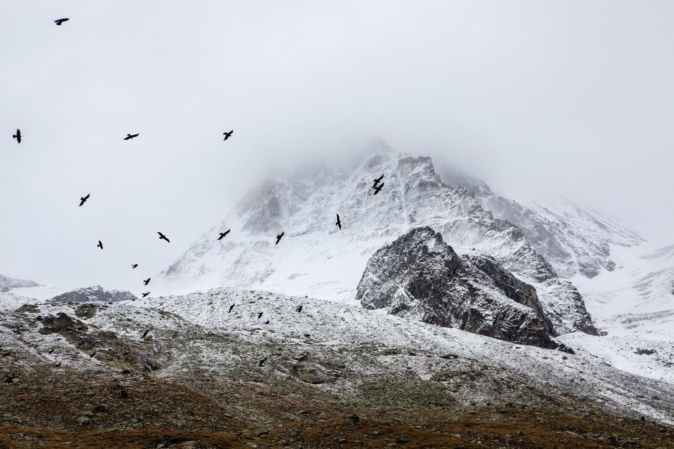 Free Stock Photo of Flock of Birds Flying Over Snow-Covered Mountain