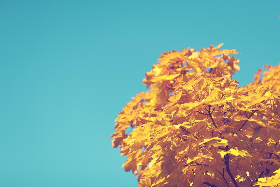 Free Image of Tree With Yellow Leaves and Blue Sky 