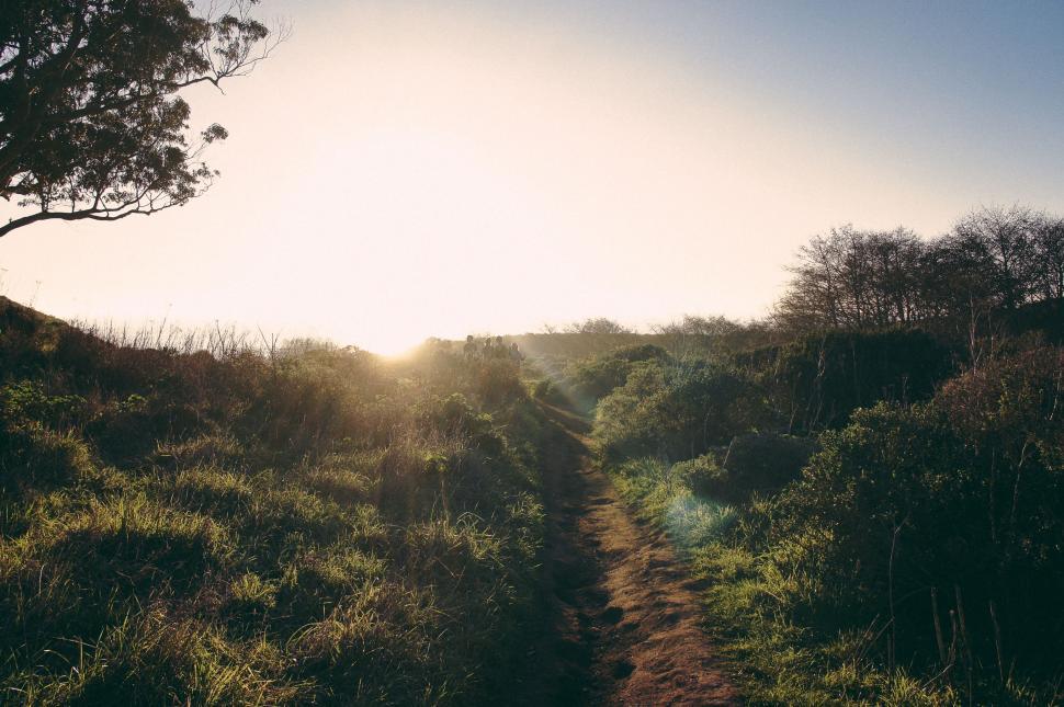 Free Image of Sun Shining Through Trees on Hill 