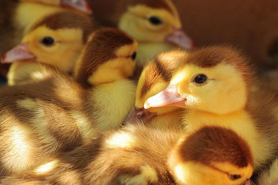 Free Image of Little Ducks Sitting Next to Each Other 